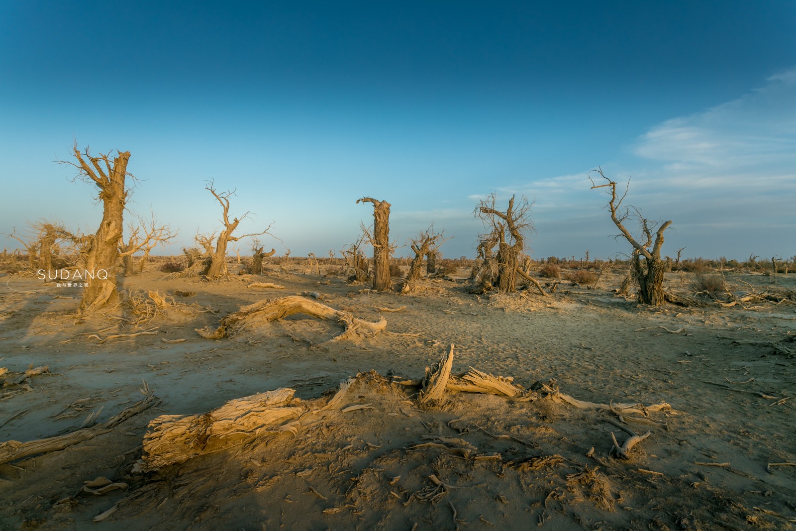 它是中国最大的沙漠,藏有神秘"魔鬼林",堪称是生命的禁区