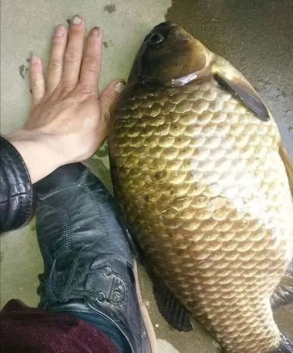 不是所有的大鲫鱼都是工程鲫这些品种的鲫鱼个体都比鞋底大