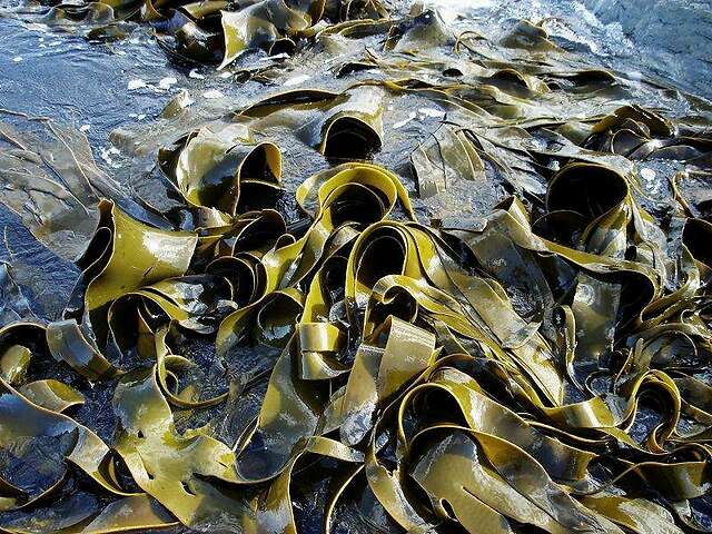 岩藻多糖抗肿瘤清除幽门螺旋杆菌的良药