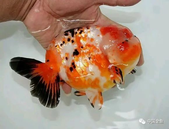 禽兽野兽怪兽猛兽无腿吸金兽