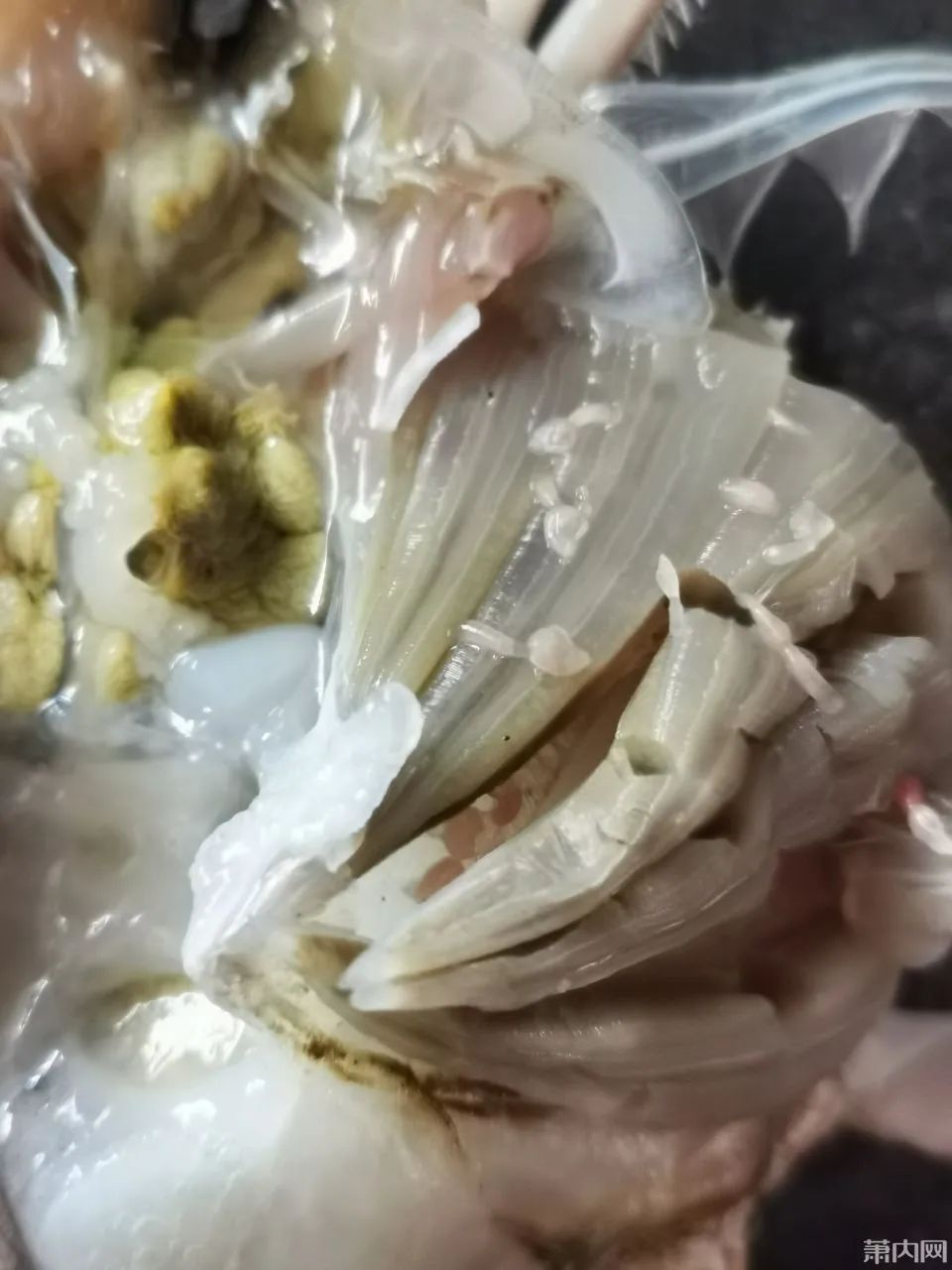 网友买来梭子蟹, 剥开一看直接扔了! 看着瘆人…还能吃吗?