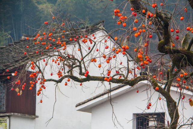 江浙沪皖秋季最值得去的十大景点