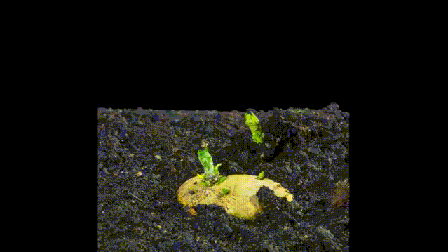 如果家里没有那么深的花盆或者容器,也可以用耐磨的塑料袋来栽种.