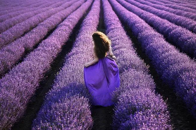 薰衣草花海女生背影图图片