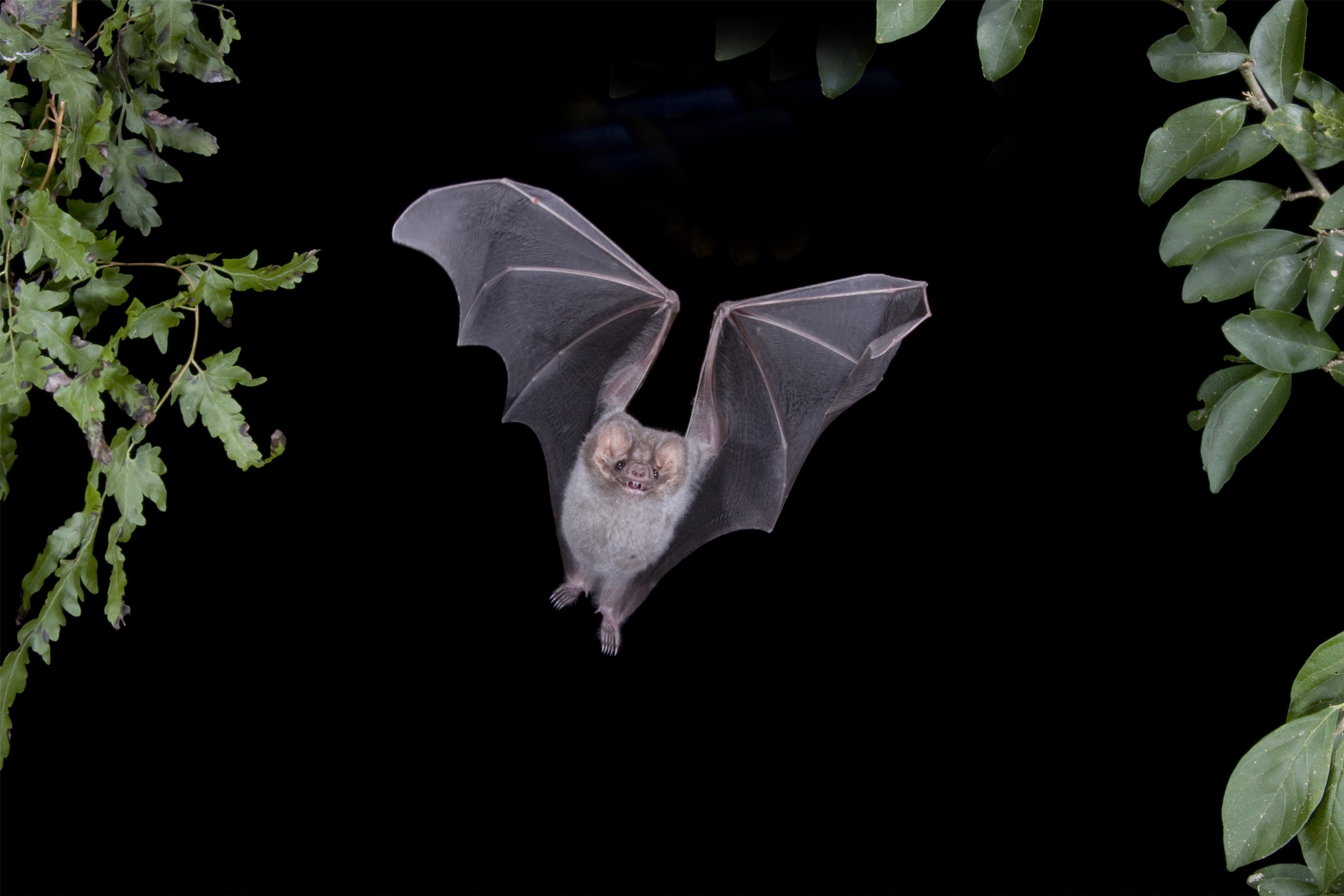 蝙蝠 Vespertilio superans - 物种库 - 国家动物标本资源库