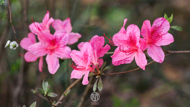 灿烂地寓意着 我们的"抗击"终将胜利 是默默点缀春天的"小可爱" 让人