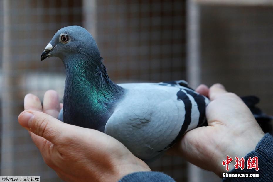 近日,在一个专业赛鸽拍卖网站上,比利时的一只名为“新金”的雌性赛鸽正被激烈竞拍。目前出价已达到132万欧元(约合1030万元人民币),超过了去年一只名叫“阿曼多”的赛鸽125.2万欧元的竞价,创下新的世界纪录。