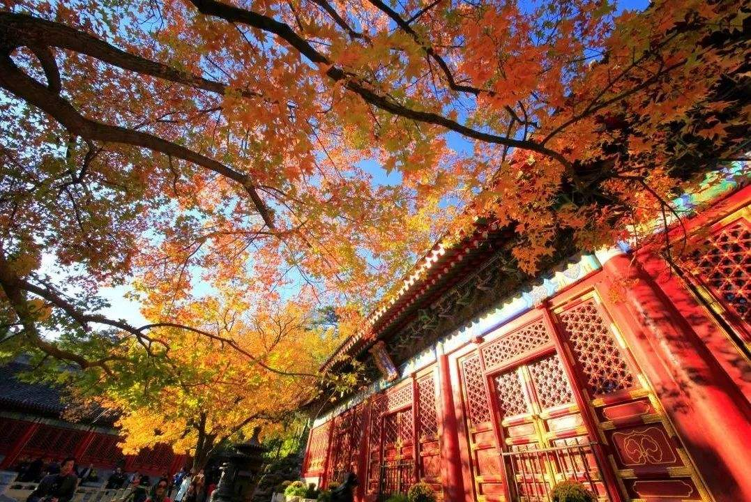红叶|都说北京秋色香山独占七分，主要是由于香山的红叶吗？