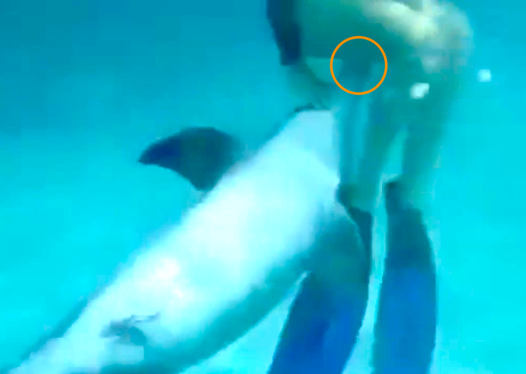 加入海豚强奸受害者协会后 我再也不相信人类有任何朋友