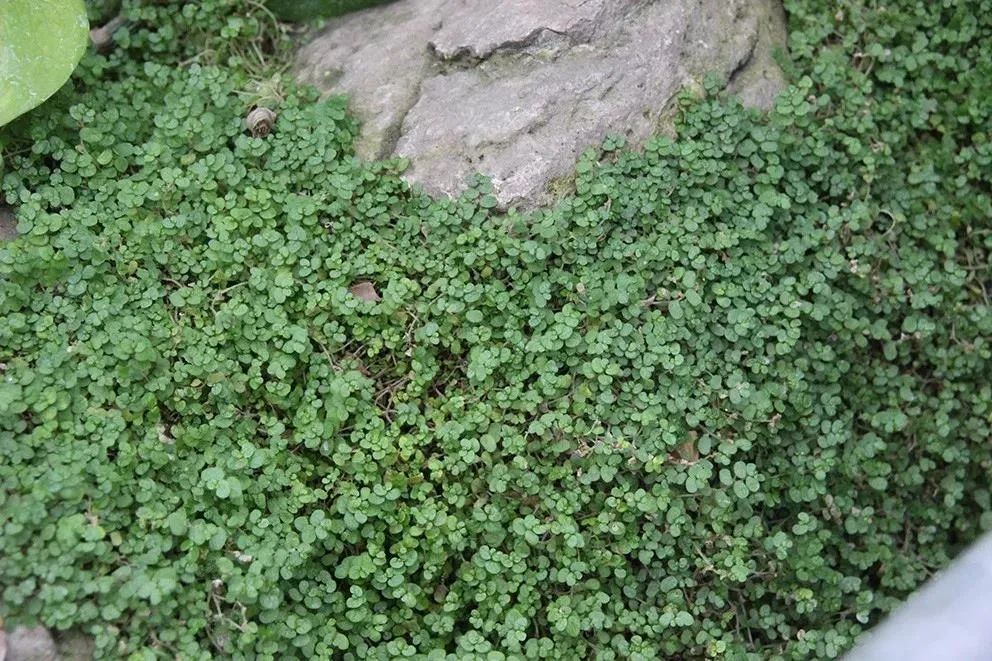 10多块一盆的灰绿冷水花,如何变成网红植物,有几个人听说过?