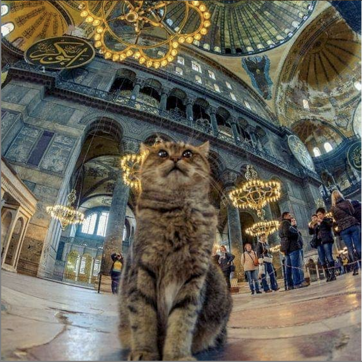 圣索菲亚大教堂的明星猫Gli出现在世界各地游客的相机镜头和社交媒体中