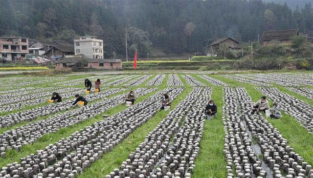 新華社發(韓賢普 攝)2月23日,村民在貴州省錦屏縣敦寨鎮亮司村採收