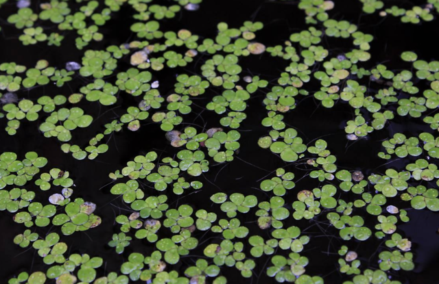 初候萍始生谷雨三候跟着节气食谱吃,更健康!