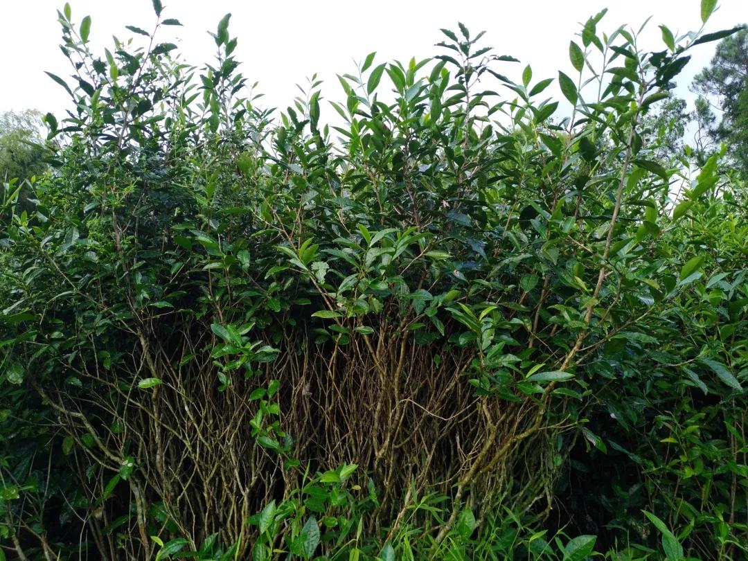 一文详解丨福鼎白茶中荒野银针头采银针抛荒银针的不同之处