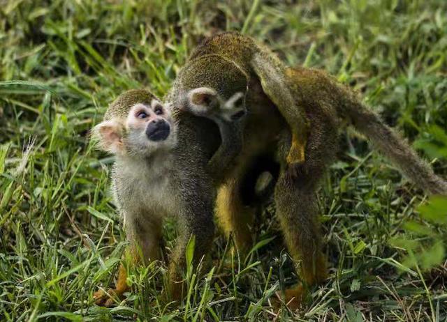 深受大家喜爱的黑猩猩,山魈,松鼠猴,环尾狐猴,食蚁兽,河马等动物都