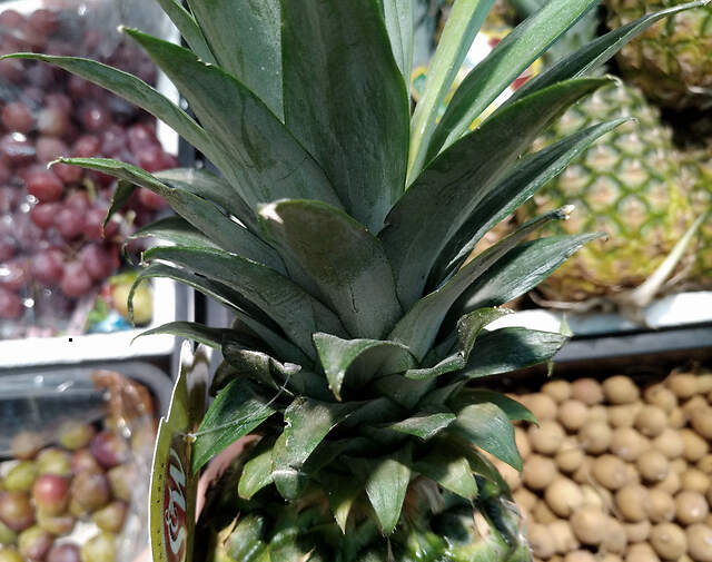 菠萝凤梨傻傻分不清?教您一招从"顶端这个位置"一秒区分出来