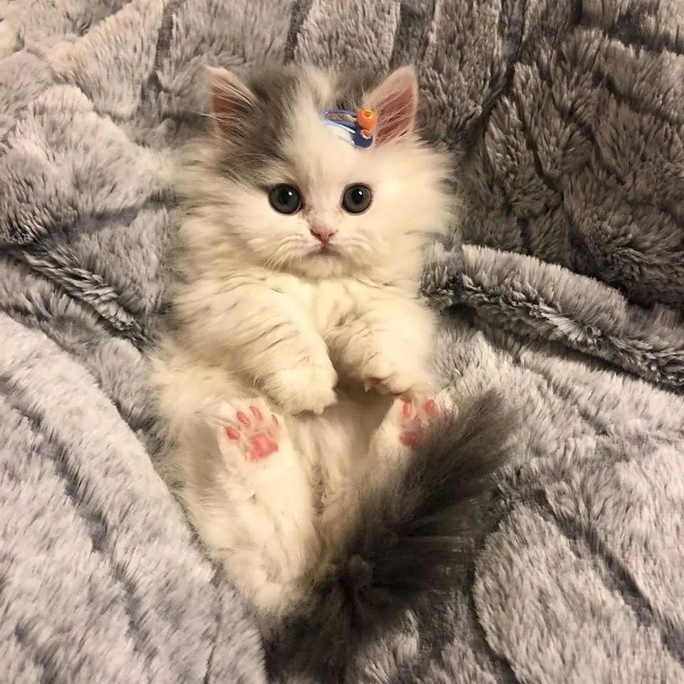 朋友圈配图丨出生几个月就有几十万粉丝的小奶猫长什么样