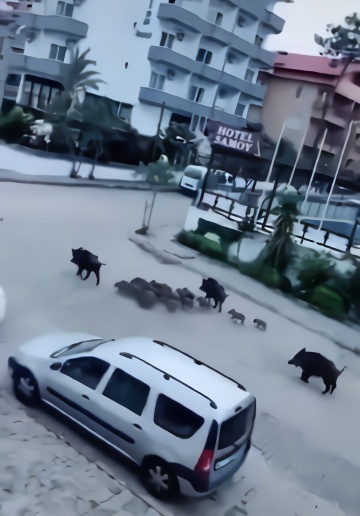 当下的土耳其,由于宵禁,在马尔马里斯出现了成群结队的野猪