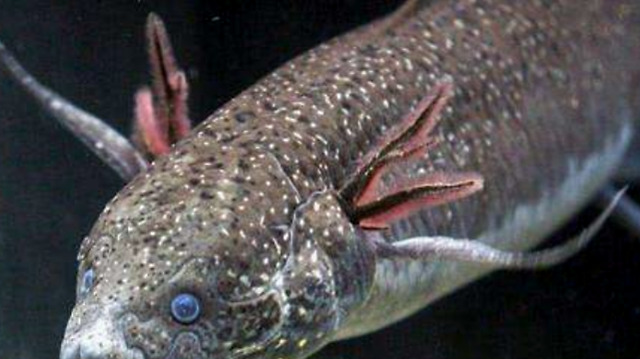 据说在距离沙哈拉沙漠不远处,有一个叫做杜兹的偏僻村庄,这里常年干旱