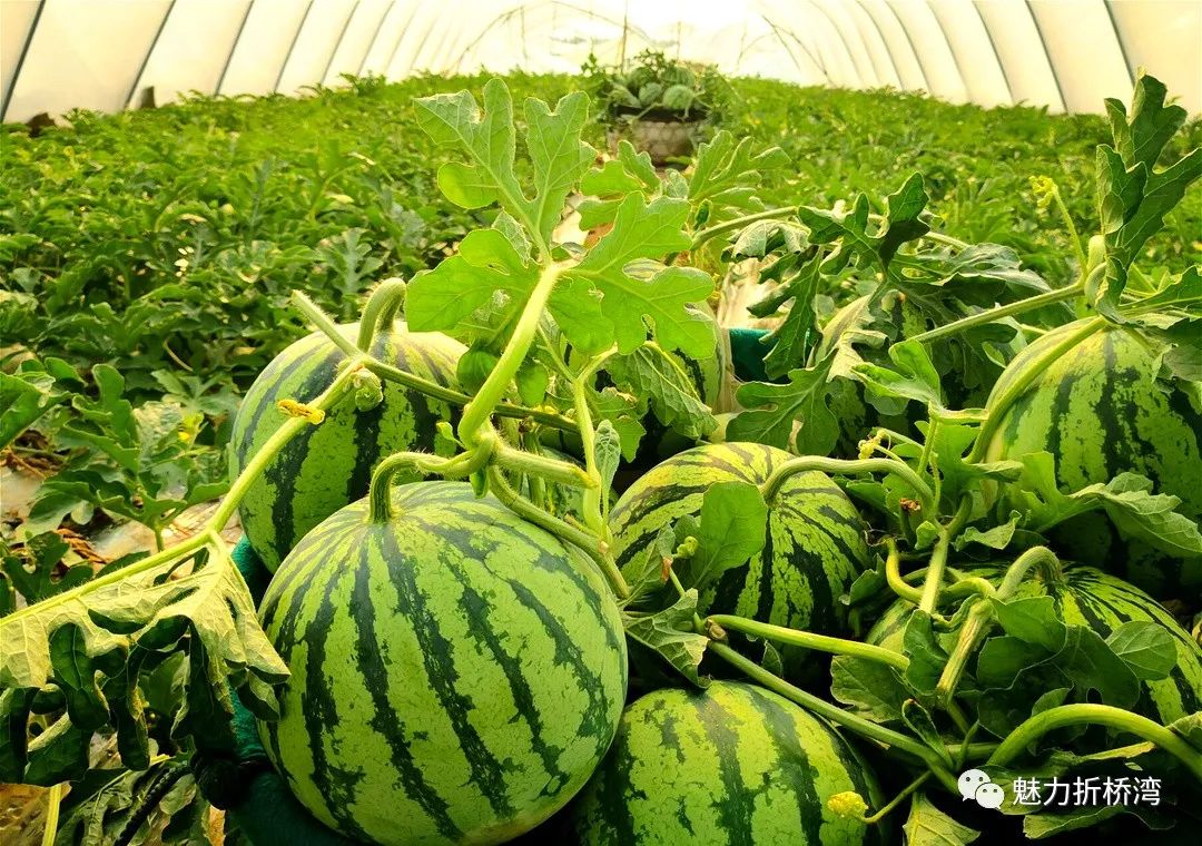 临夏折桥镇西瓜种植产业成村民致富香饽饽圆了脱贫梦