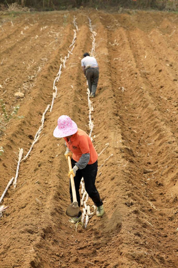 【村宝网】甘蔗种植排种,哪种方向最合适,技术和管理,怎么进行