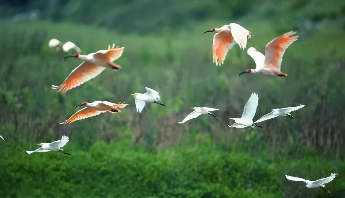 国家aaaa级旅游景区,省级风景名胜区,朱鹮易地保护暨浙江种群重建基地