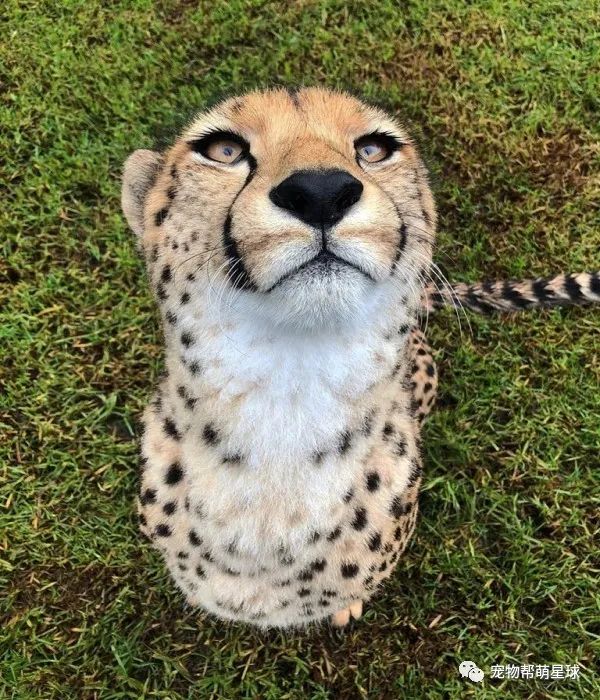 猎豹被按摩秒变大猫咪模样超满足下次还约你服务吼