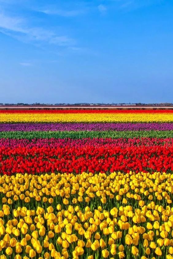 送你最美花海,赶紧打开看看