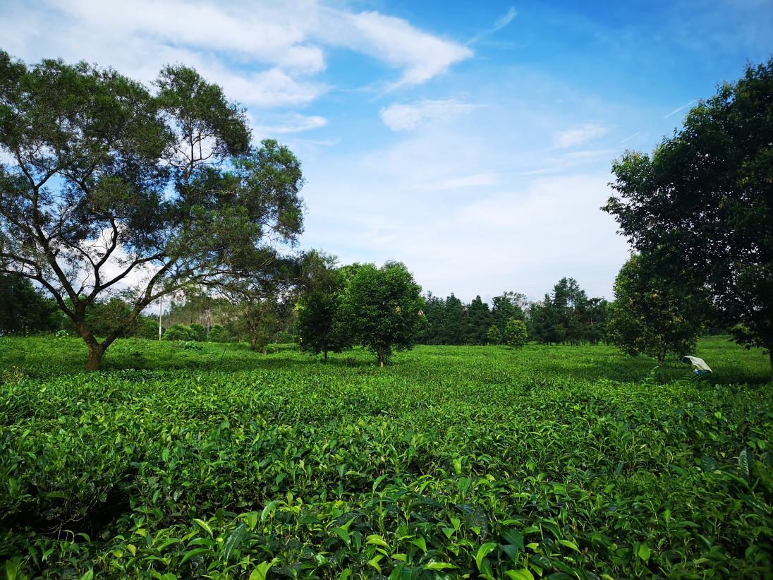 67英茶王茶园一景据介绍,合作社茶园约六百亩,基地茶树品种齐全,英