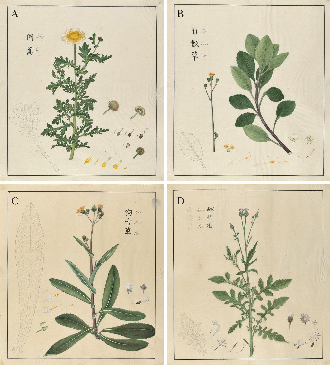 约翰·布拉德比·布莱克中国植物插图