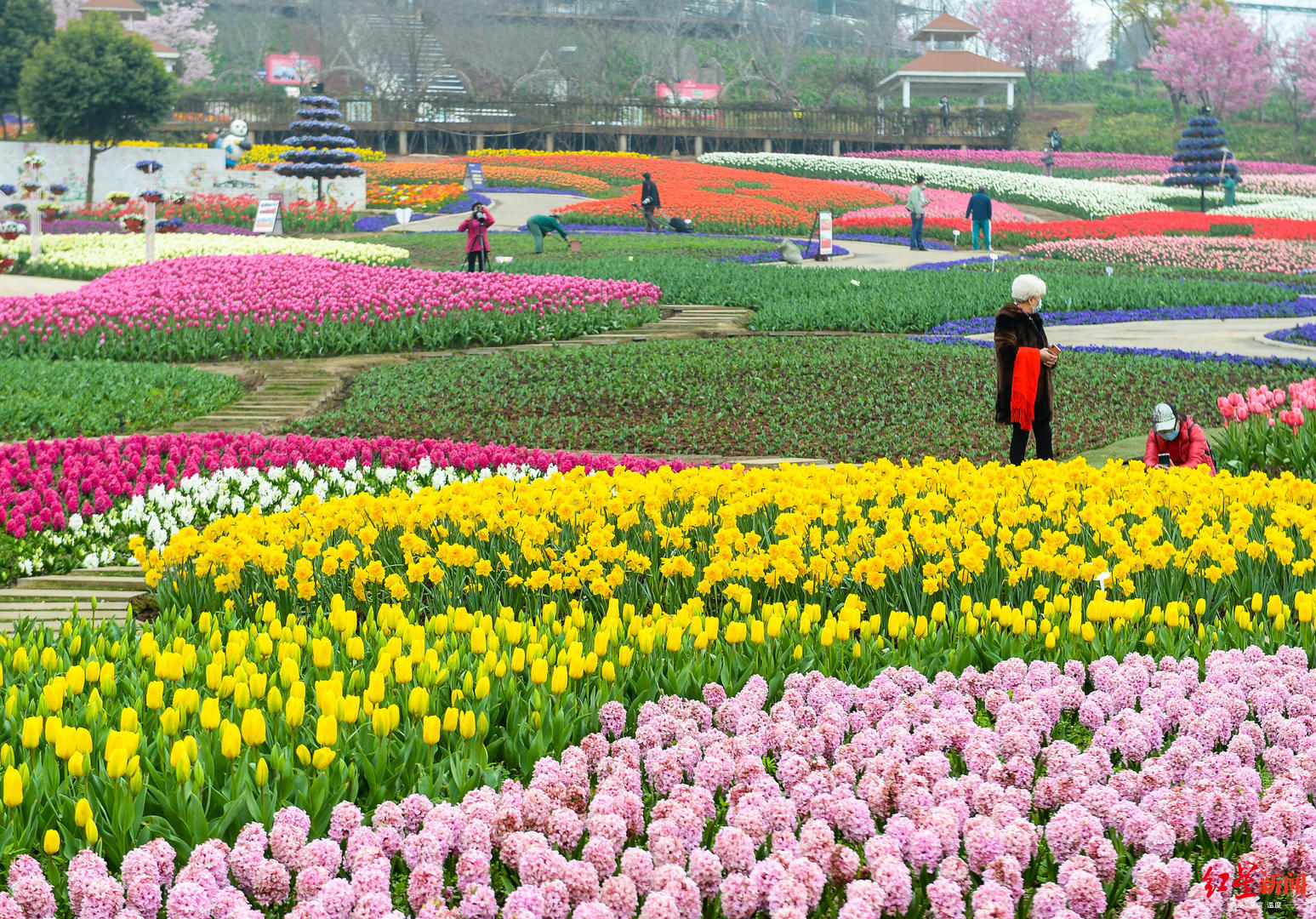 春天花会开,锦城处处都是"春"
