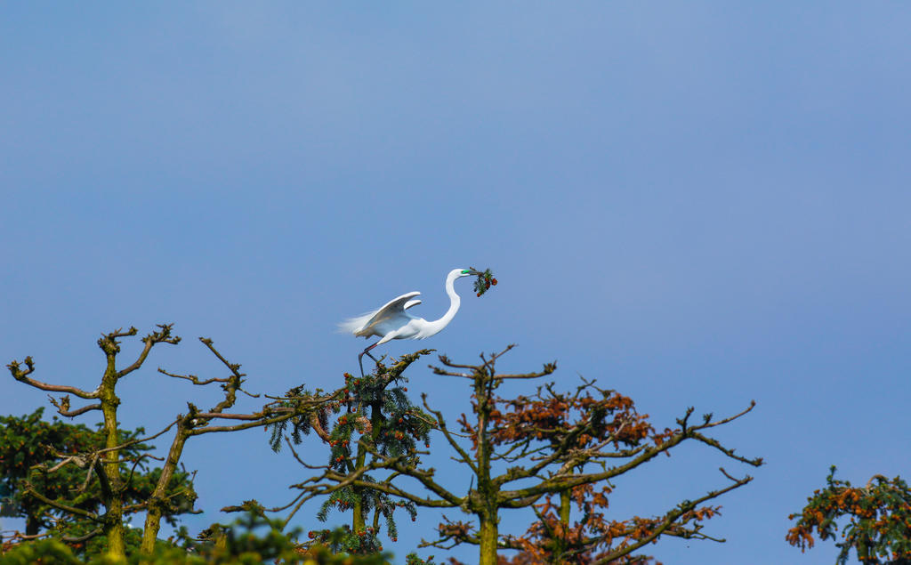 白鹭 bird-7768491_960_720.jpg