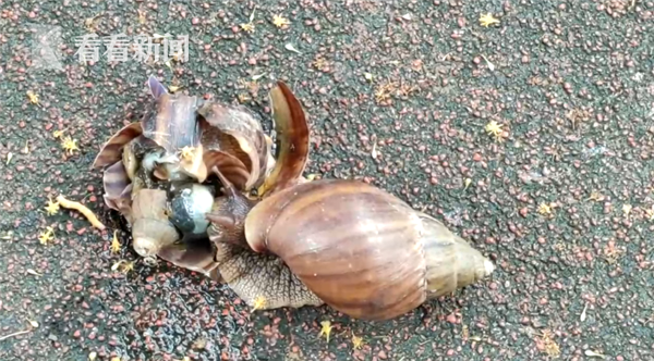 雨后看到这种蜗牛 千万别去碰…农药都杀不死