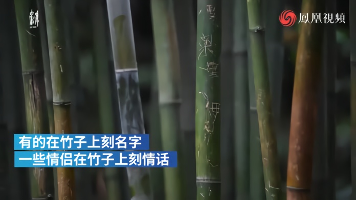 成都熊猫基地景观竹遭游客划刻，园方称无法随时监管
