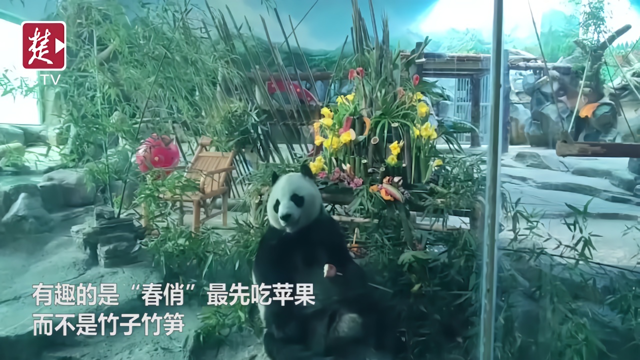 熊猫“春俏”5岁，成年啦！竹子水果蛋糕庆生，猜它最先吃的啥？