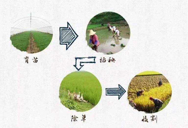 稻谷如何变成大米图片