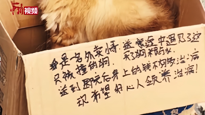 上海首例养犬人遗弃犬只案：罚款500元