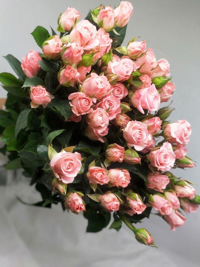 多头玫瑰品种合集 ,绚烂多彩,精致而可爱,格外亮眼