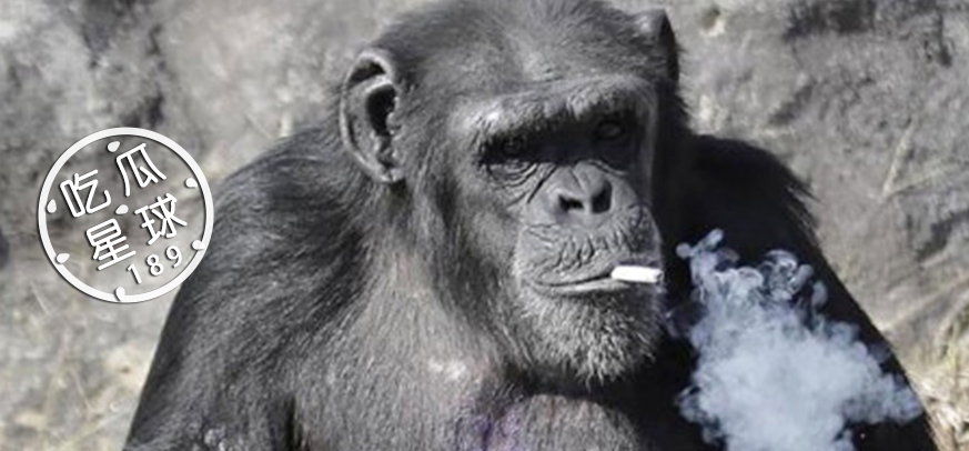 动物抽烟你想象不到的销魂