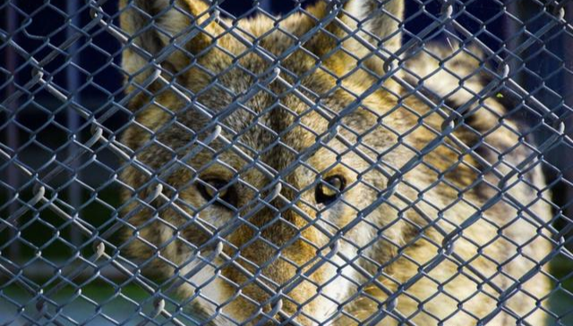 没有专注,孩子学习就像一头困兽,儿童正念冥想打破牢笼改变大脑