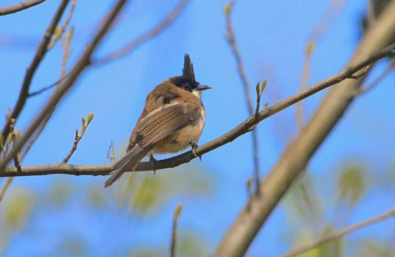 苦熬十多年悄悄报上户口戴礼帽涂腮红的它留在了上海