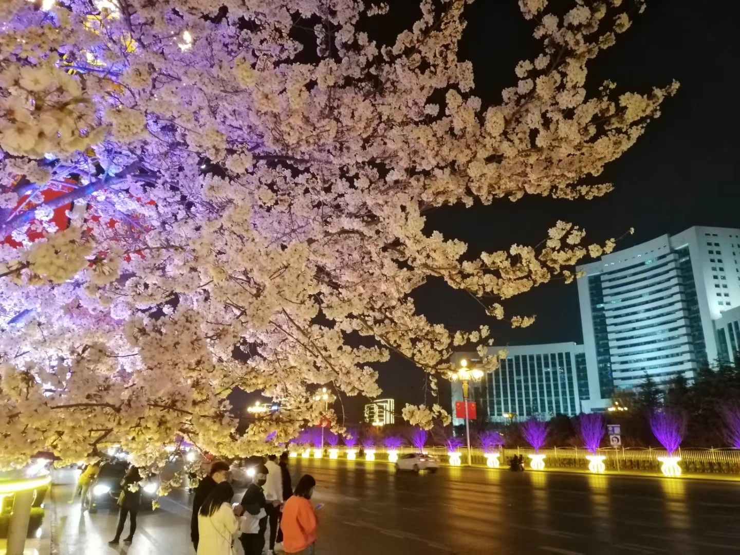 这个地方就是潍坊市府广场,长街的樱花落英缤纷,美轮美奂