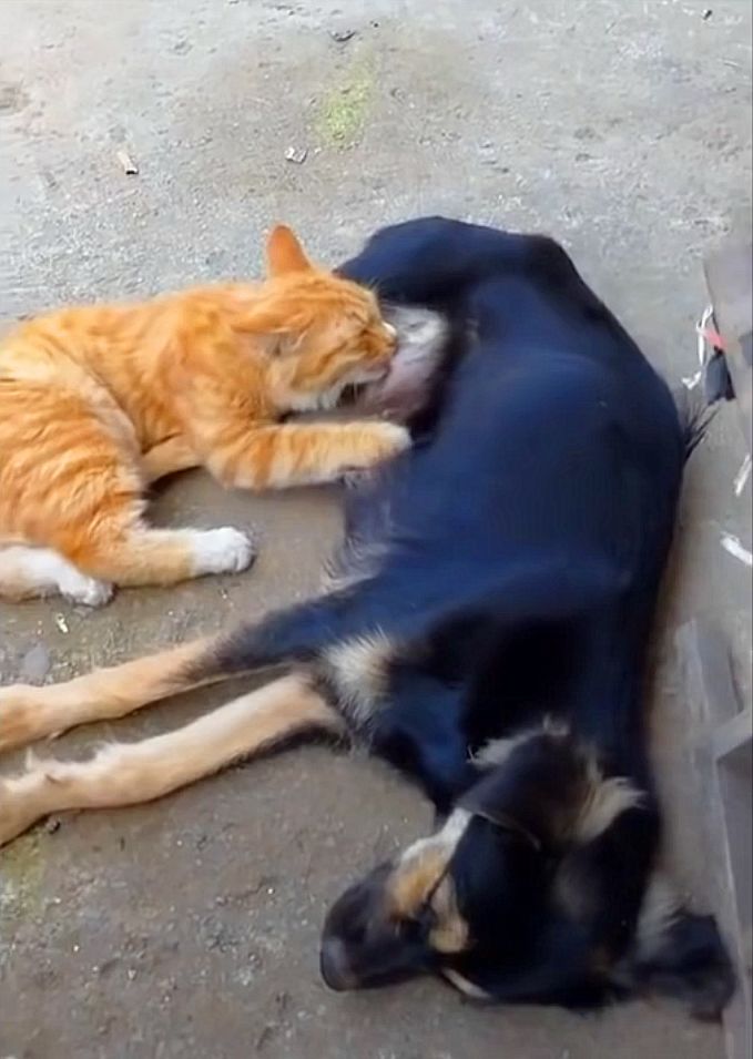 这是什么样的橘猫啊,为了点吃的,老脸都不要了!