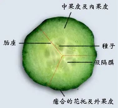 黄瓜横切面结构图图片