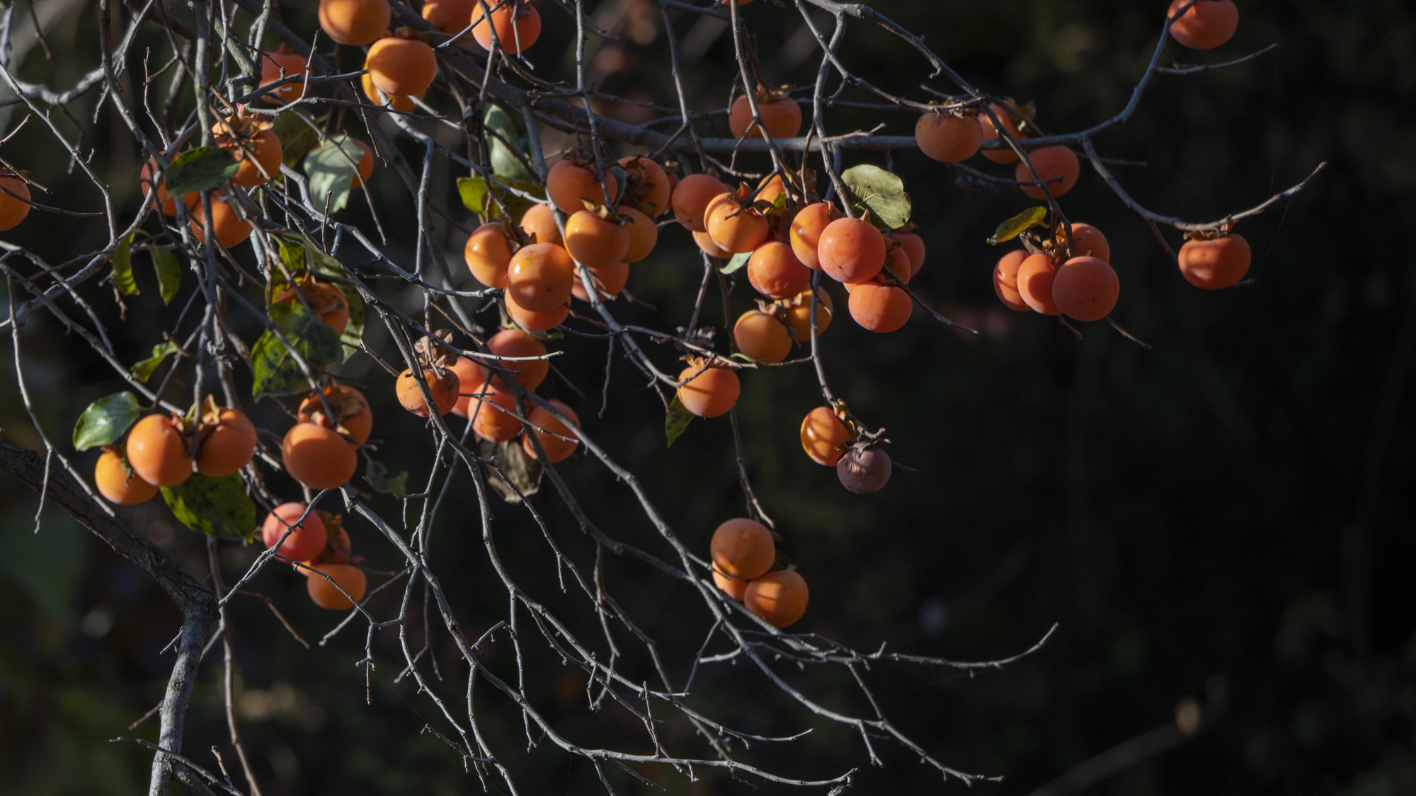 山西乡宁云丘山挂满了一串串金红色的柿子