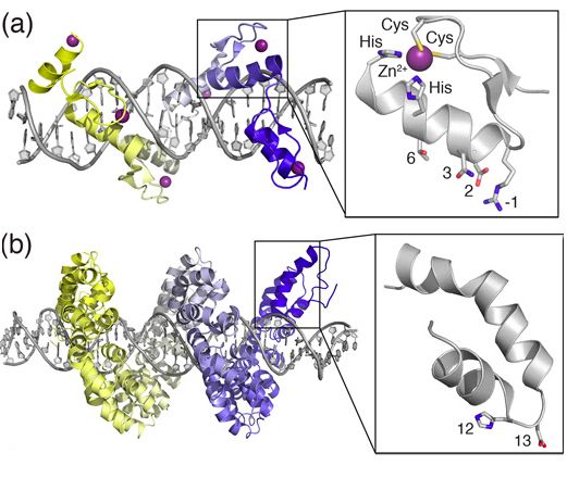 ZFN(a)和TALEN(b)与目标DNA结合示意图。图片来源:Doi: 10.1016/j.tibtech.2013.04.004