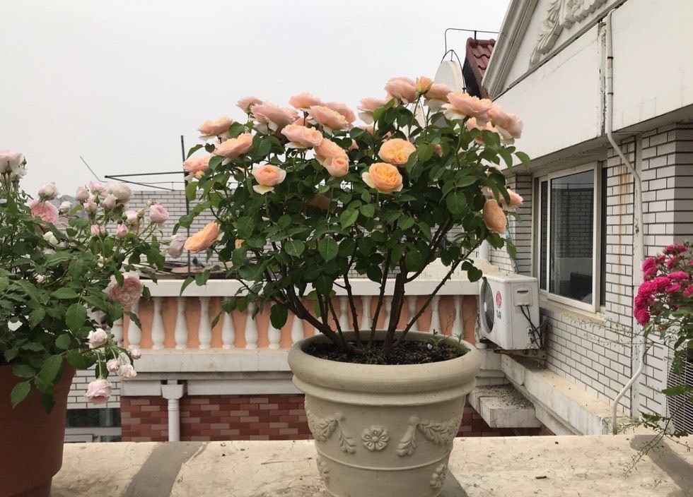 盆栽月季冬天别忘"1件事",株型更美冠幅更大,来年繁花似锦