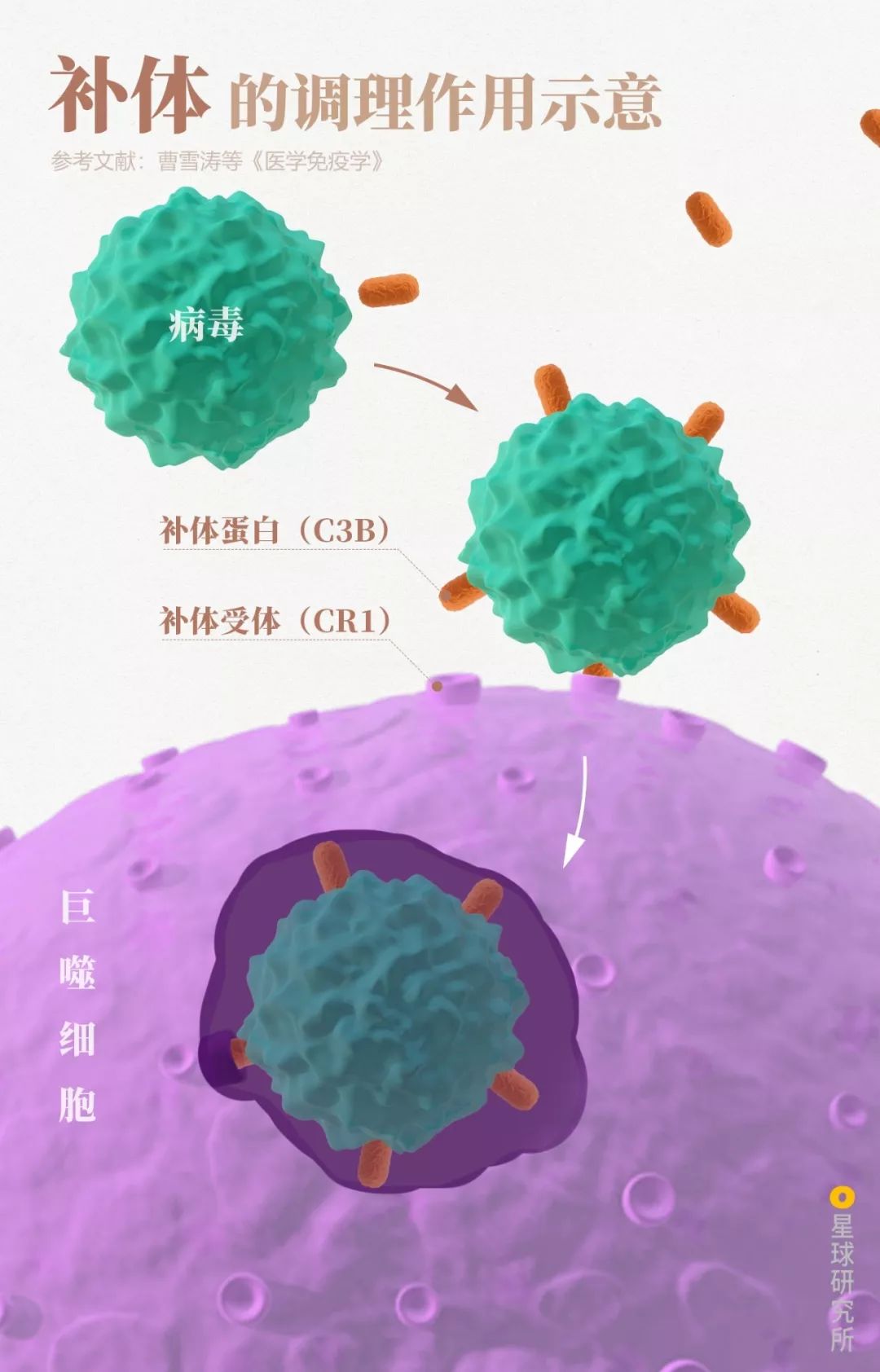 单病毒示踪技术揭示艾滋病毒有效侵染巨噬细胞过程|病毒|艾滋病毒|细胞_新浪新闻
