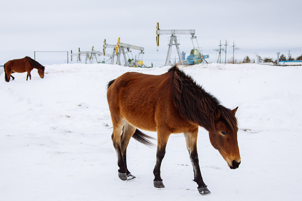 俄罗斯:马儿结伴在雪地觅食 姿态优雅