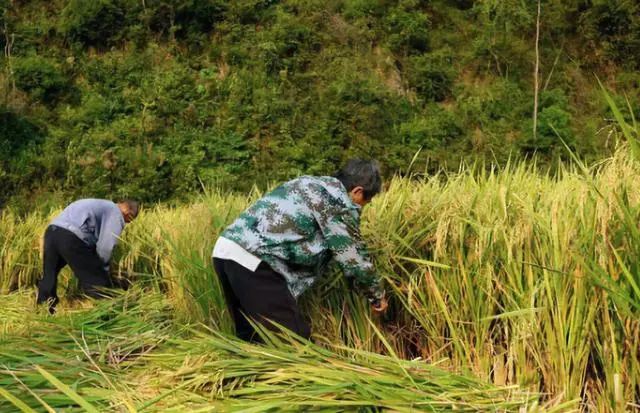 農民種地不賺錢專家你先把規模做大但是農民辦不到啊